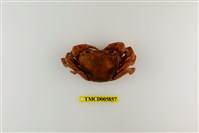 藏品(拉氏清溪蟹)的圖片